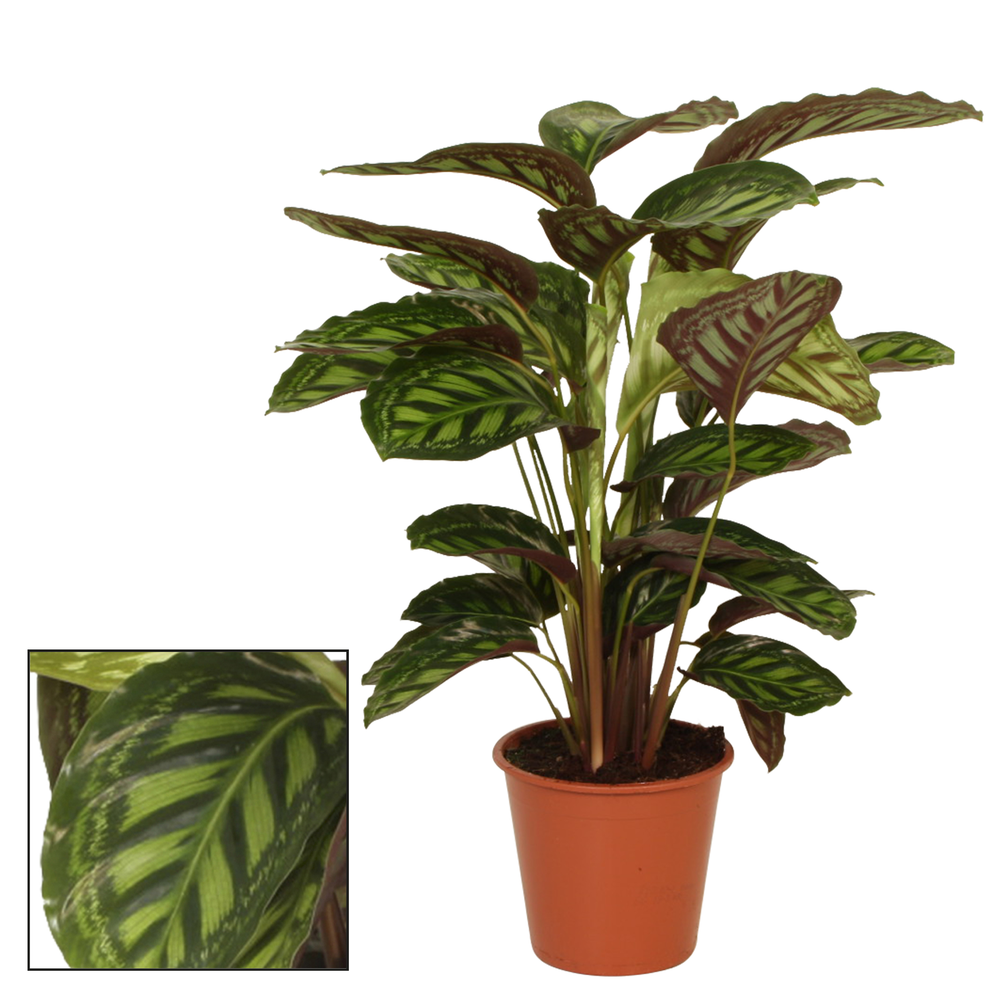 Calathea 19cm Flamestar.