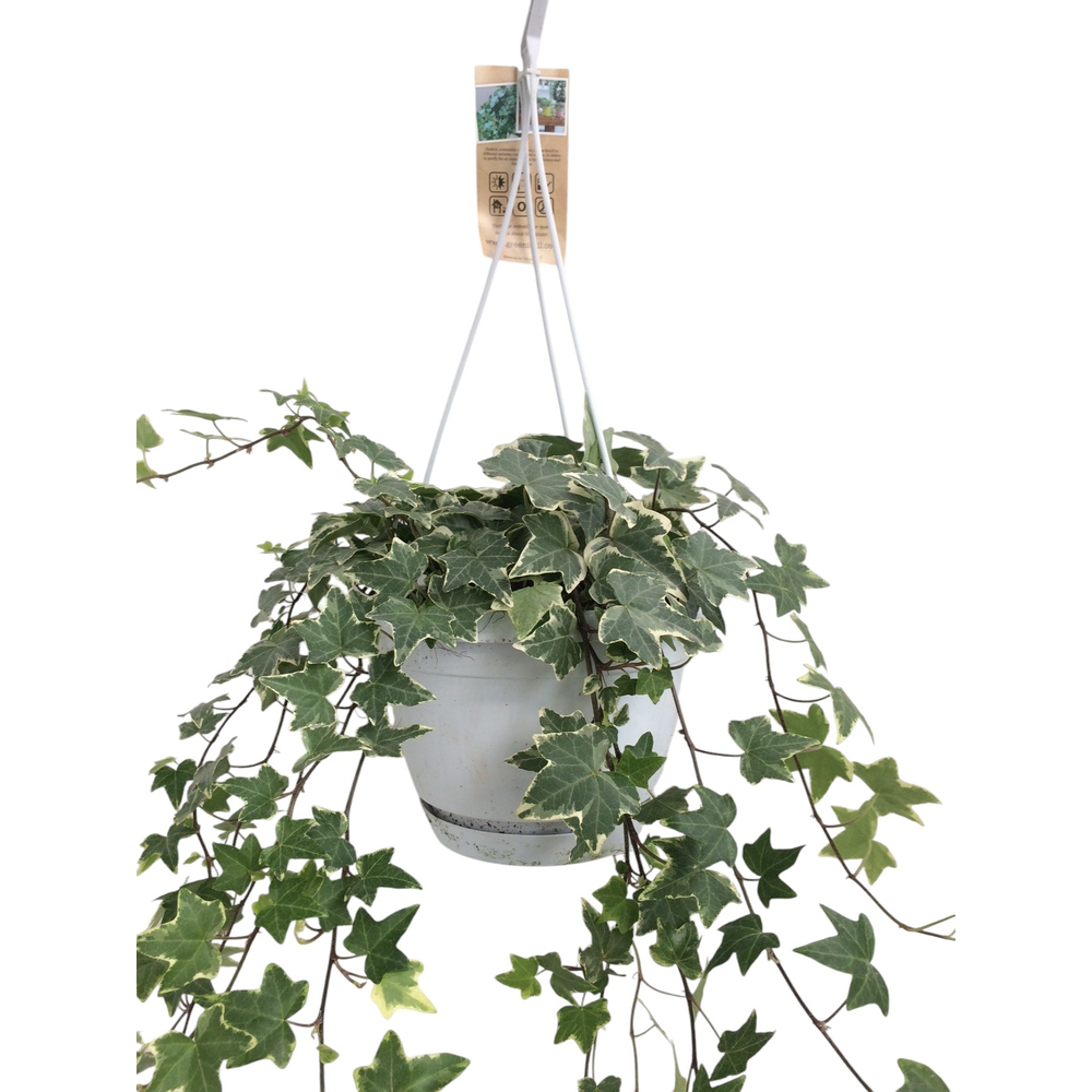 Hedera helix witbont - hangpot wit / basic.