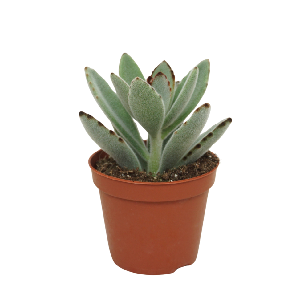 Kalanchoë tomentosa 8,5 cm.