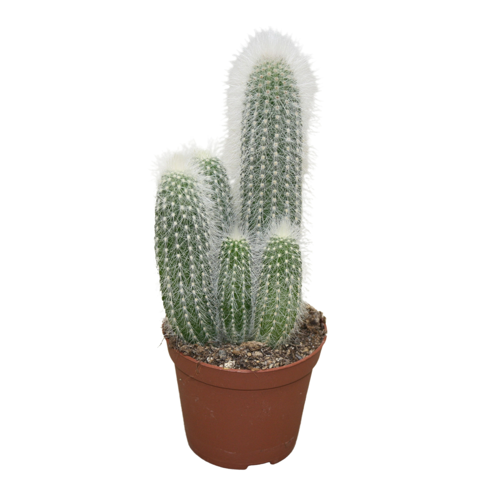 Cleistocactus strausii 8,5 cm.