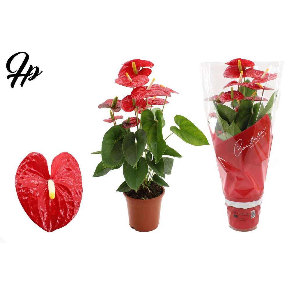 Anthurium Jambo Red in Couture sleeve.