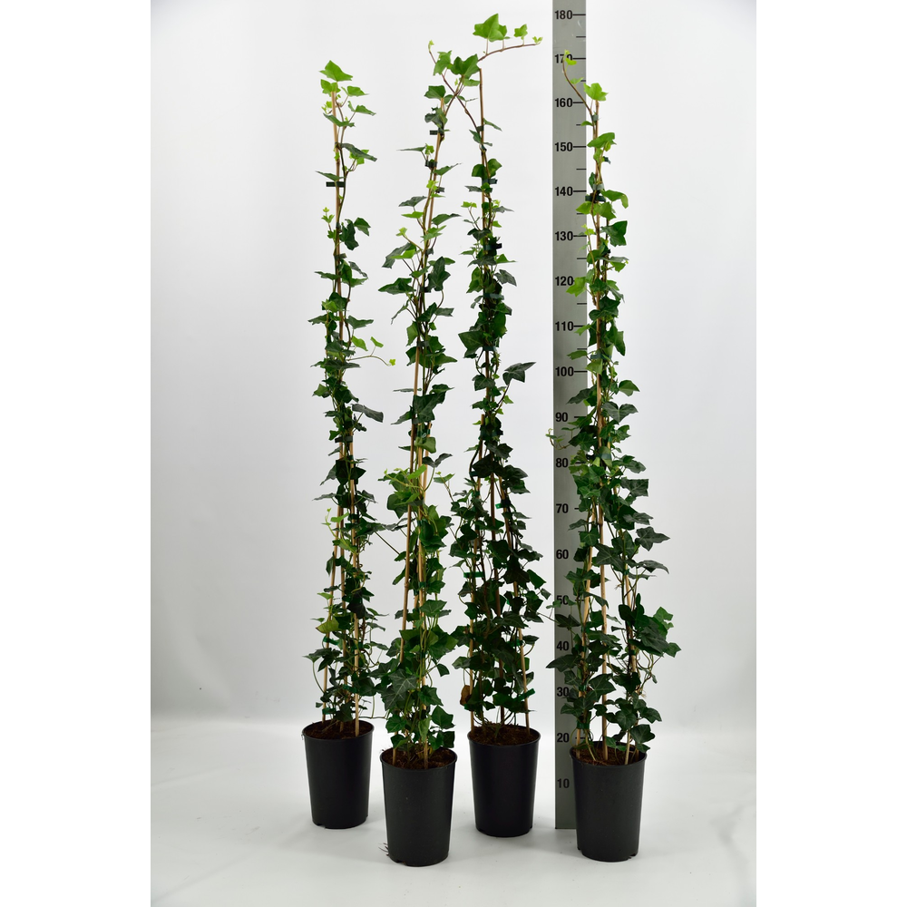 Hedera hibernica.