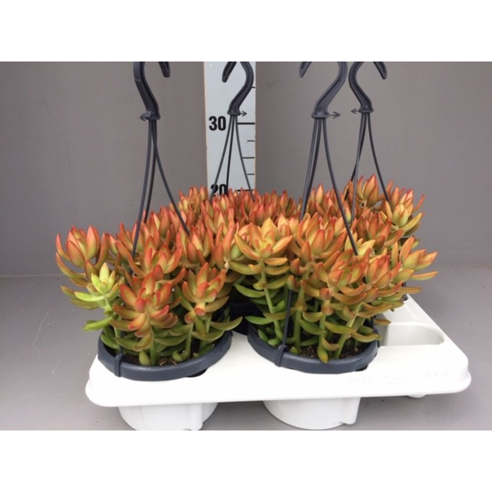 Sedum nussbaumerianum.
