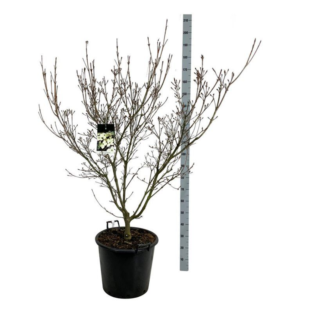 Cornus kousa 'Schmetterling'.