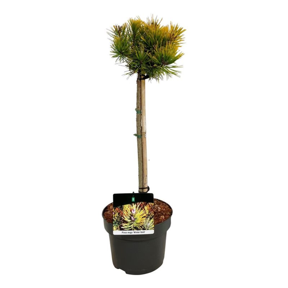 Pinus mugo 'Winter Gold'.