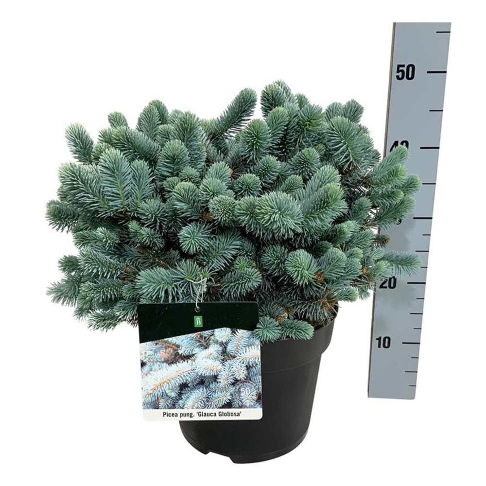 Picea pung. 'Glauca Globosa'.