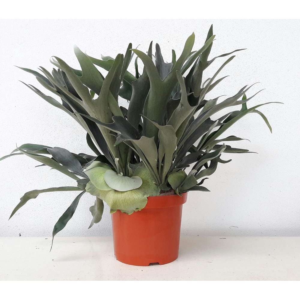 Platycerium bifurcatum.