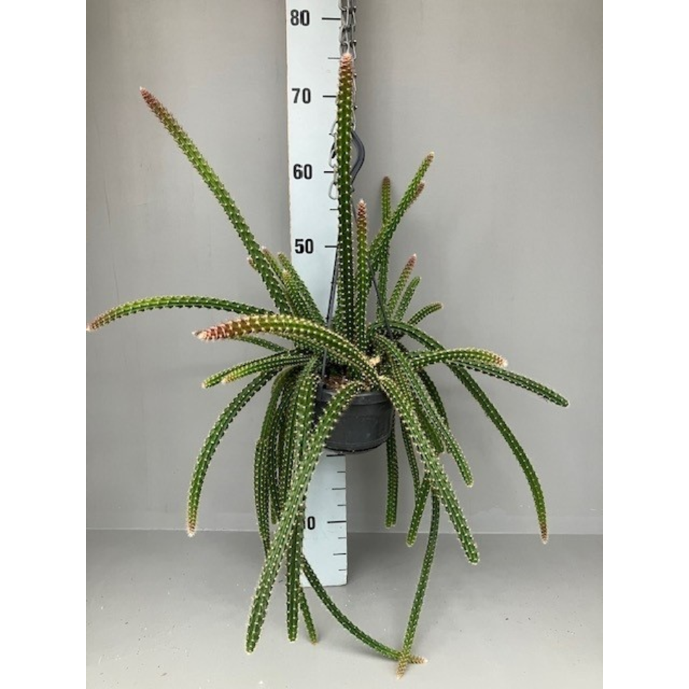 Aporocactus malisonii.