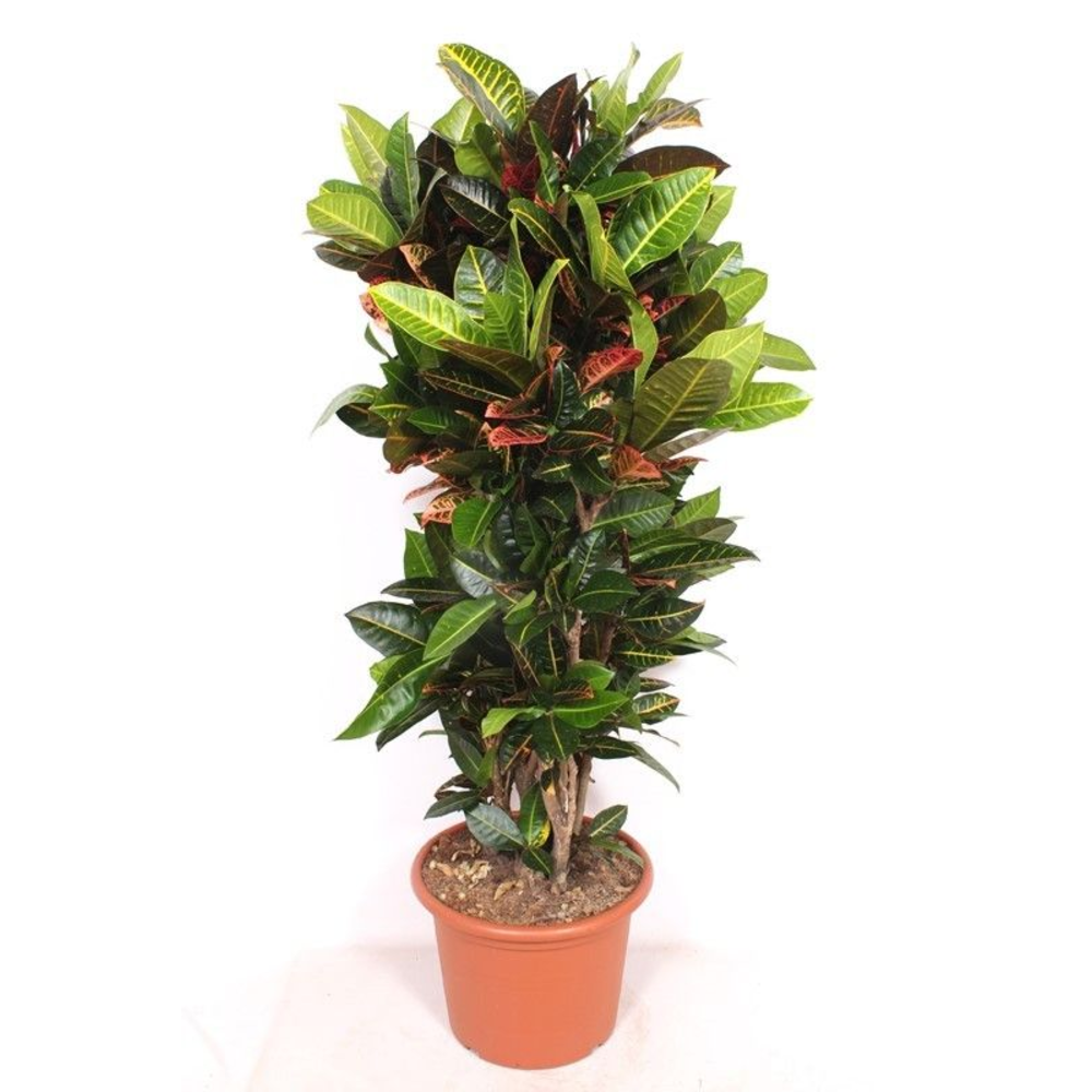 Codiaeum Petra (Croton Petra).