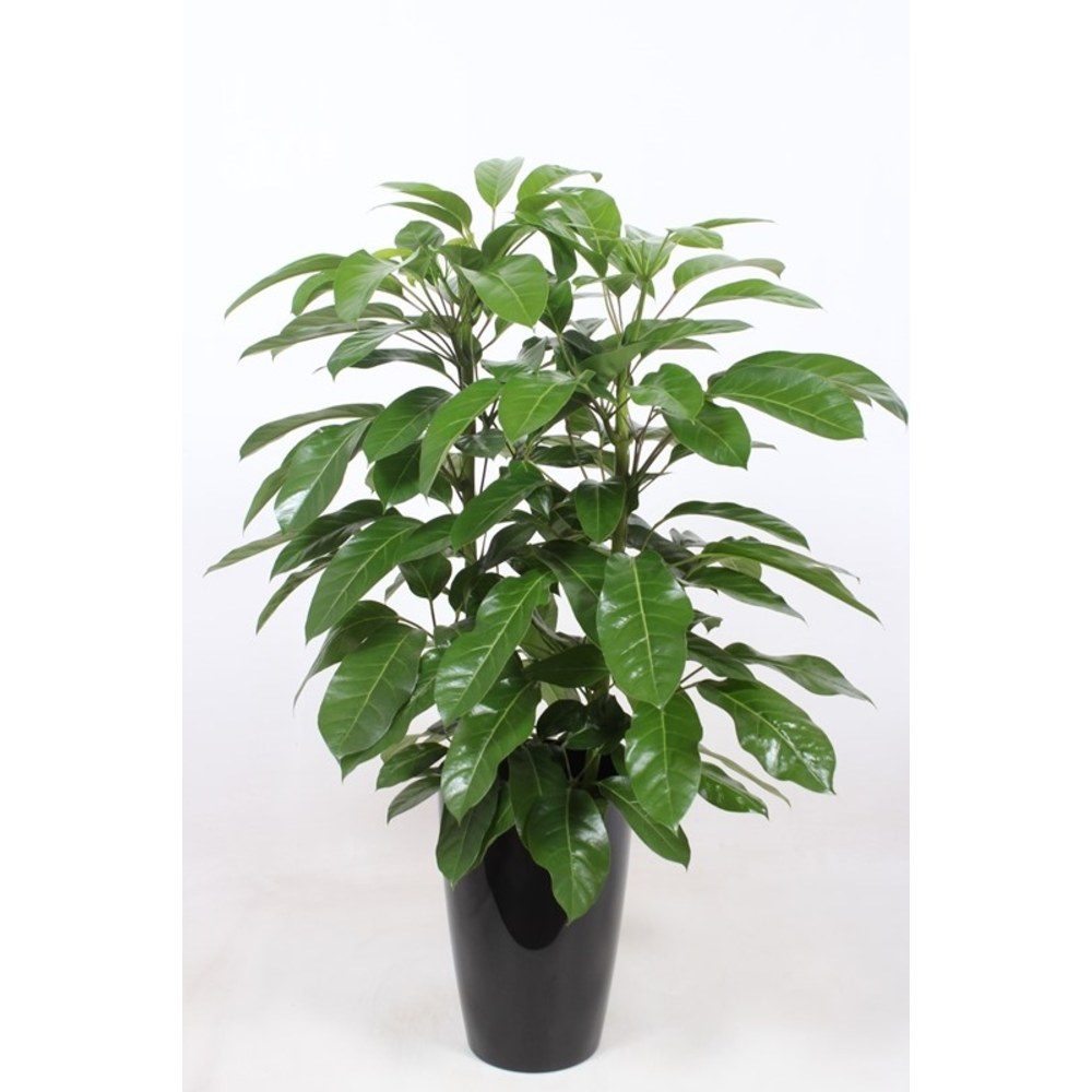 Schefflera actinophylla 'Amate' in Santorini "antr.