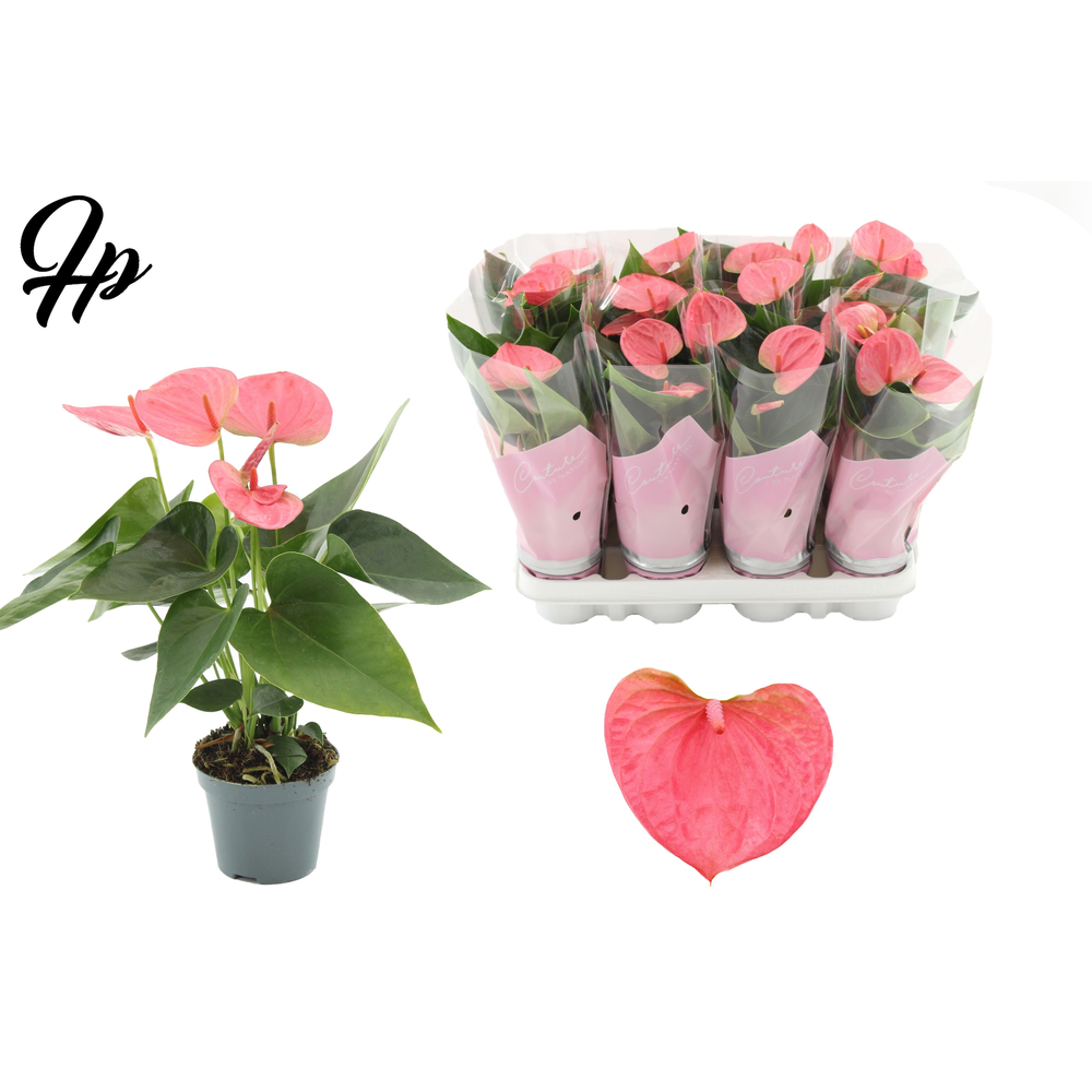 Anthurium 9 cm Sweet Dream in Couture sleeve.