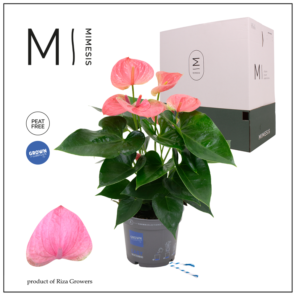 Mimesis Anthurium KARMA Pink - 12cm.