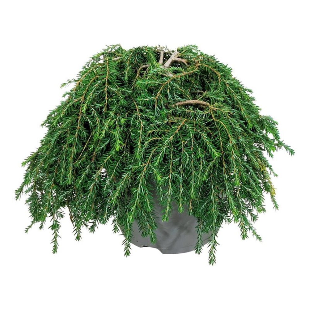 Tsuga can. 'Cole's Prostrate'.