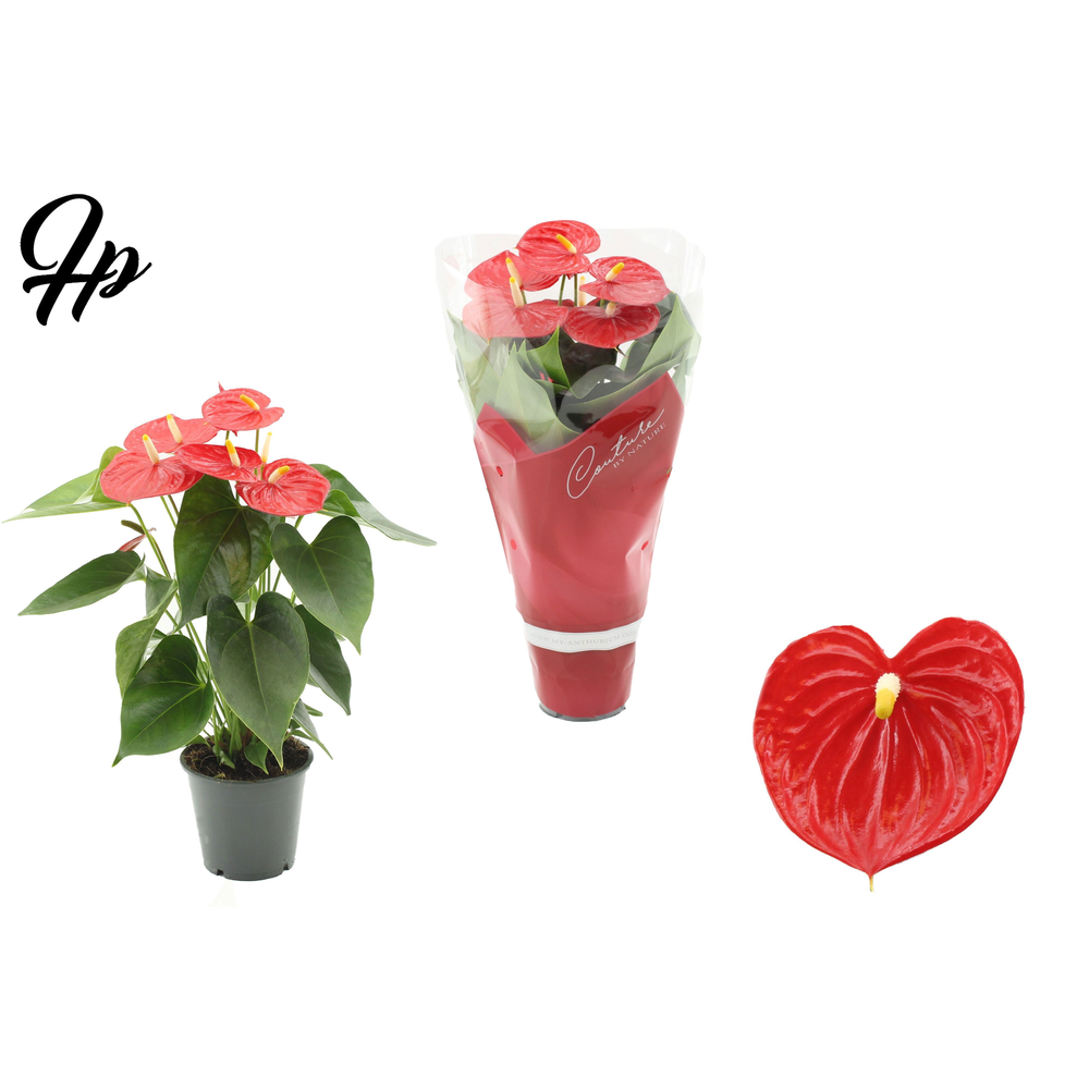 Anthurium 12 cm Esudo in Couture sleeve.
