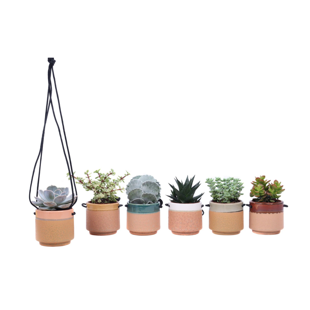 Succulent mix 8,5 cm in Kota Cina hangpot.