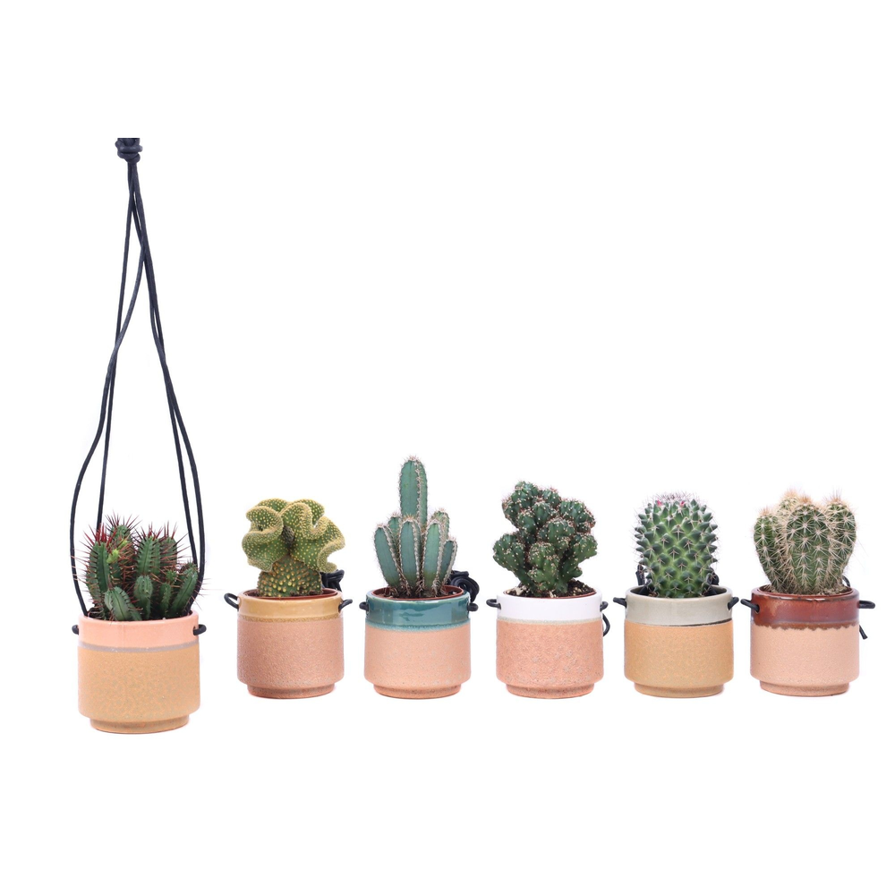 Cactus mix 8,5 cm in Kota Cina hangpot.