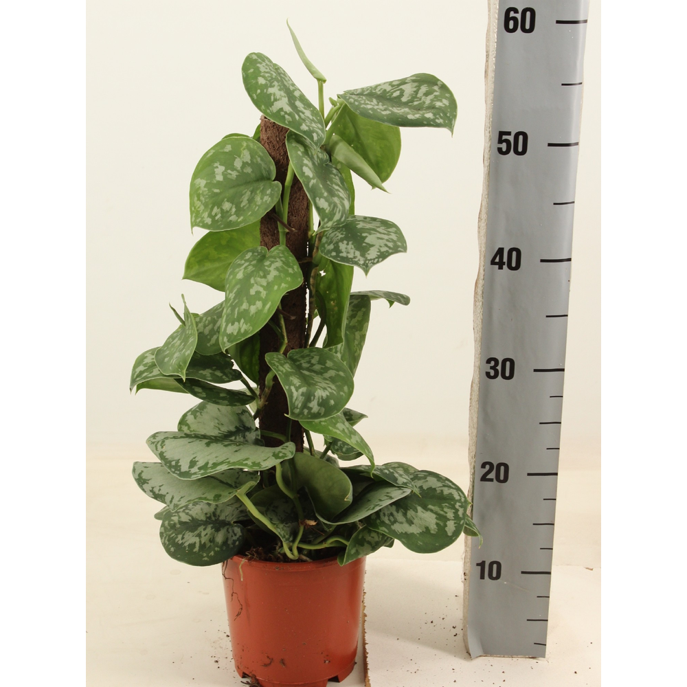 Scindapsus pictus trebie Kratiste klimstok 50cm.