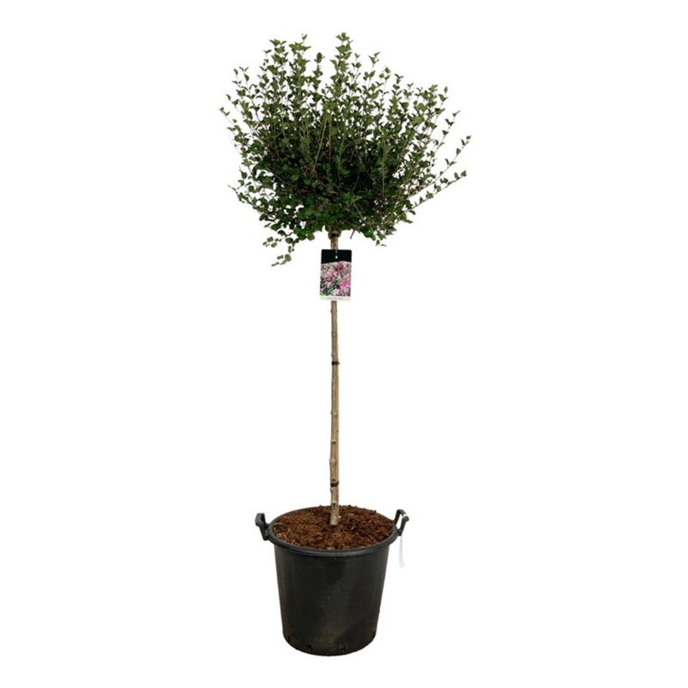 Syringa meyeri 'Palibin'.