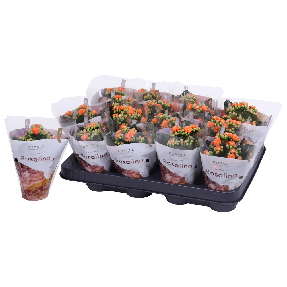 Kalanchoe Rosalina 07cm Royale Pedro oranje.