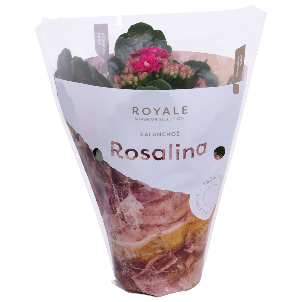 Kalanchoe Rosalina 07cm Royale Victorio paars.
