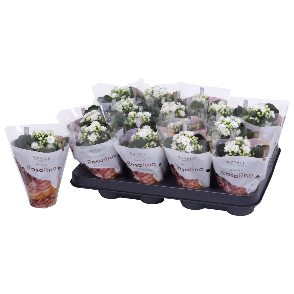 Kalanchoe Rosalina 07cm Royale Dione wit.