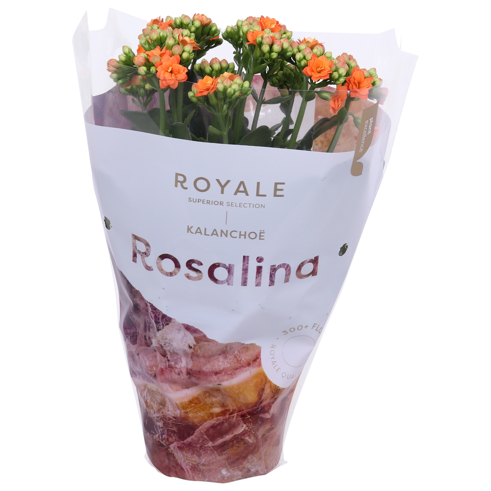 Kalanchoe Rosalina 12cm Royale Pedro oranje.
