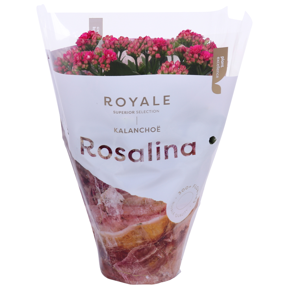 Kalanchoe Rosalina 12cm Royale Victorio paars.