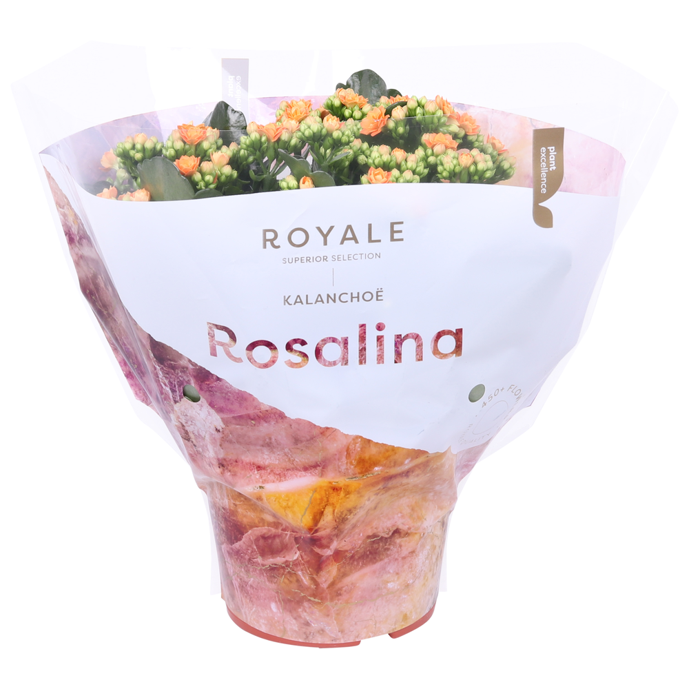 Kalanchoe Rosalina 15cm Royale Pedro oranje.