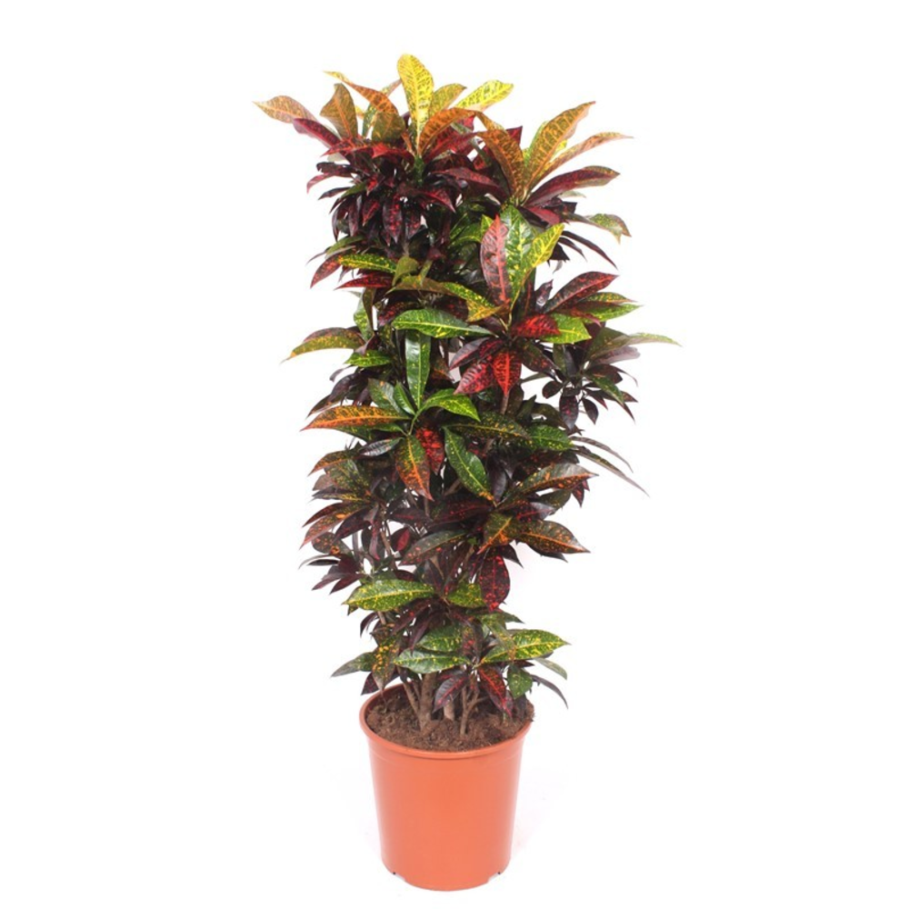Codiaeum Freckles (Croton Freckles).