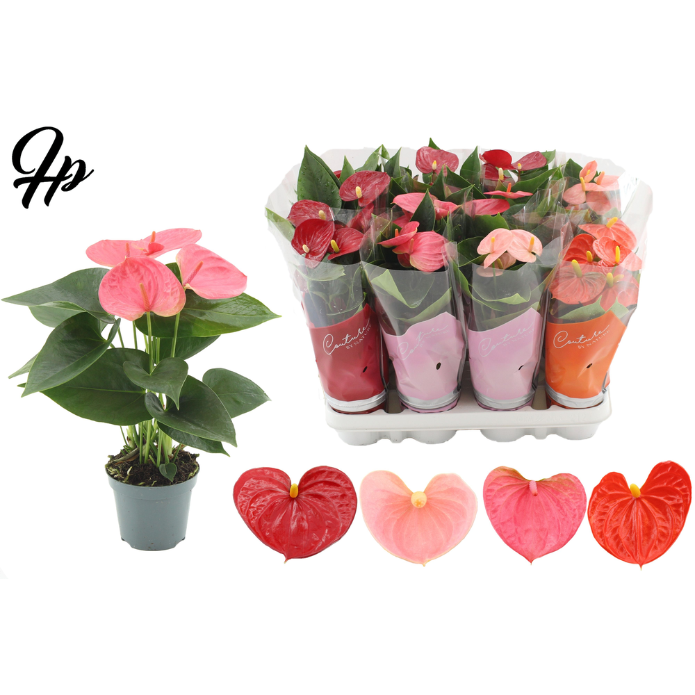 Anthurium 9 cm - 4 color mix in Couture sleeve.