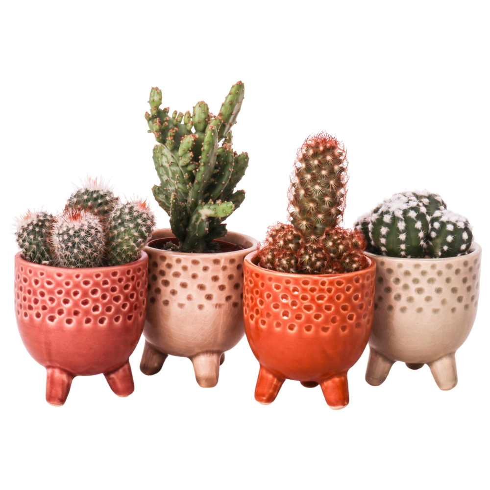 Cactus mix 5,5 cm in Qena sierpot.