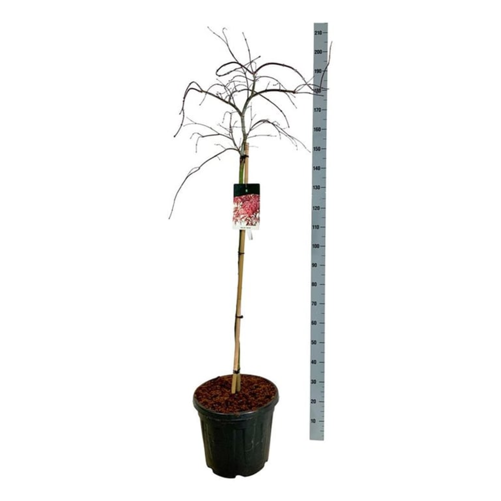 Acer pal. 'Garnet'.