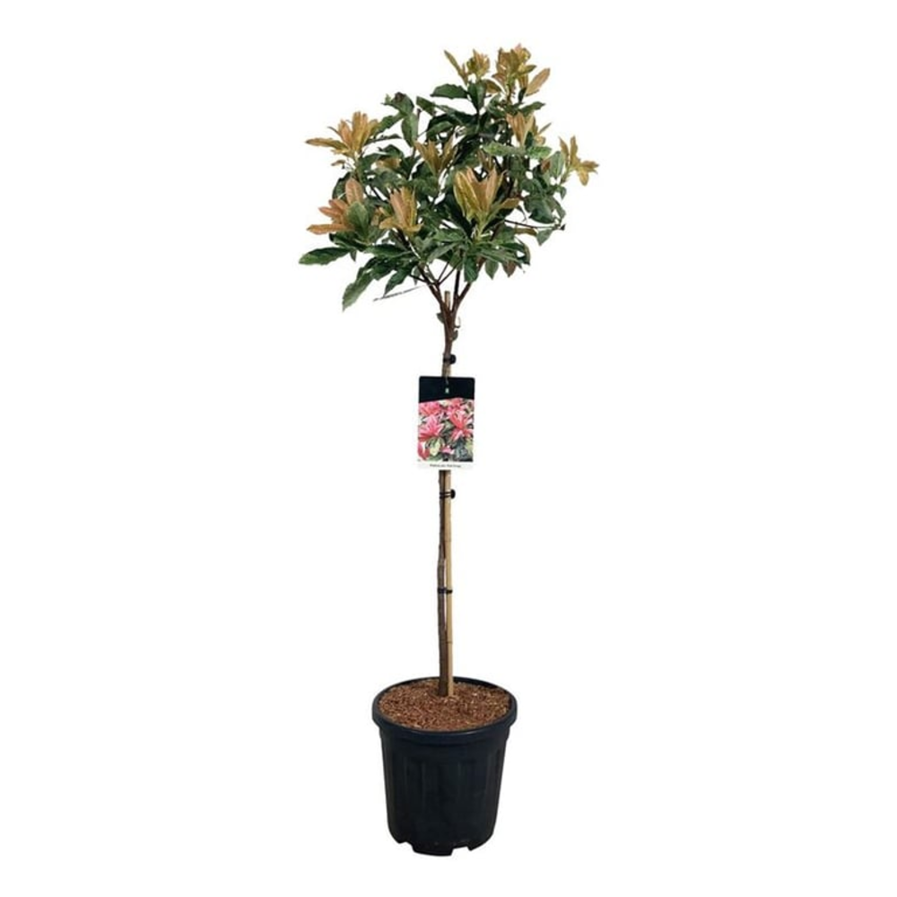Photinia serr. 'Pink Crispy' ®.