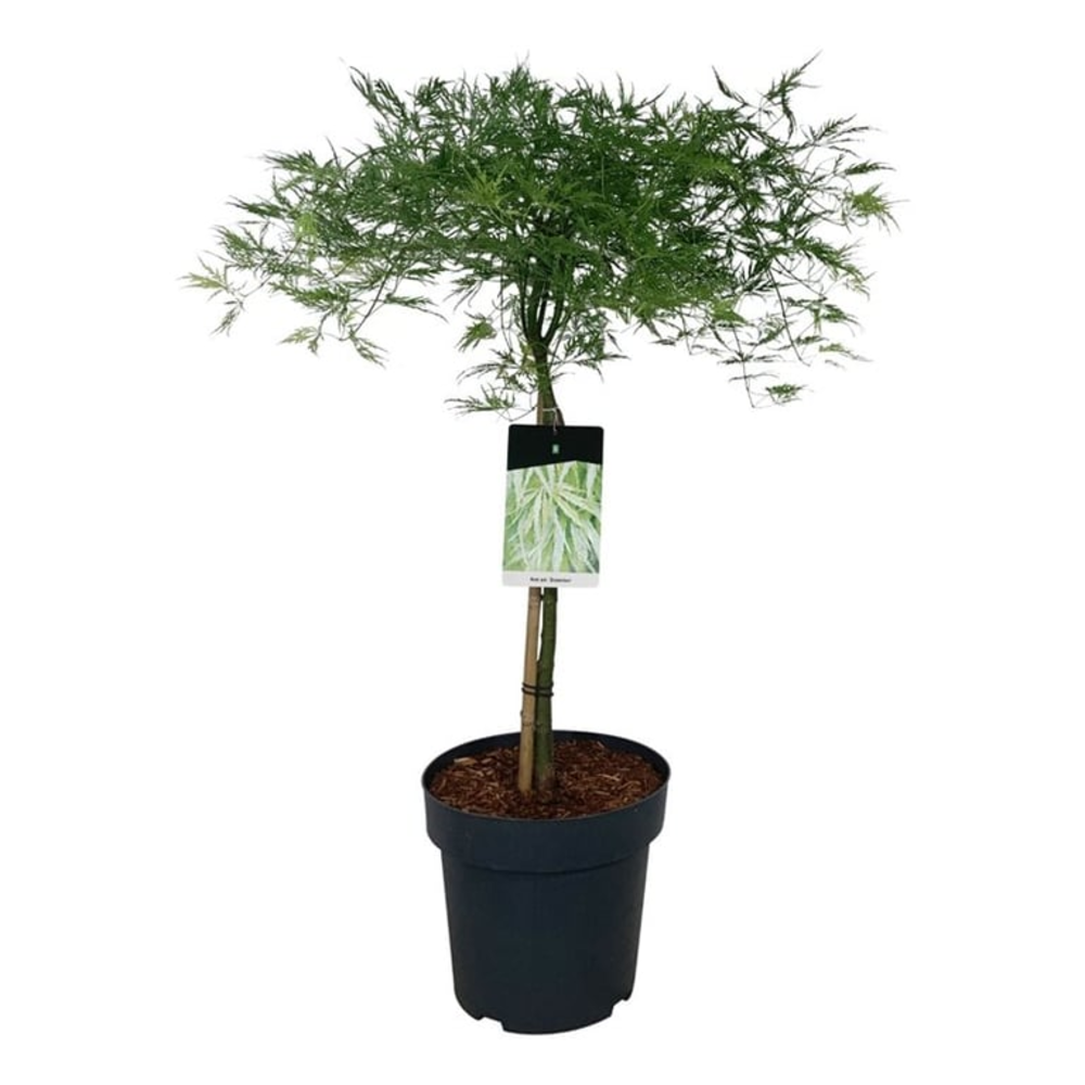 Acer pal. 'Dissectum'.