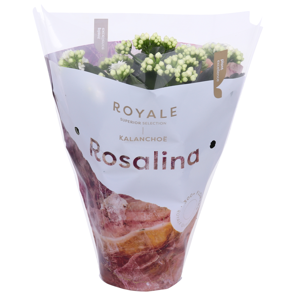 Kalanchoe Rosalina 12cm Royale Dione wit.