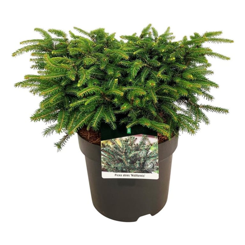 Picea abies 'Nidiformis'.
