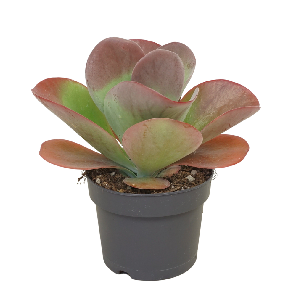 Kalanchoë thyrsiflora 'red lips' 17 cm met etiket.