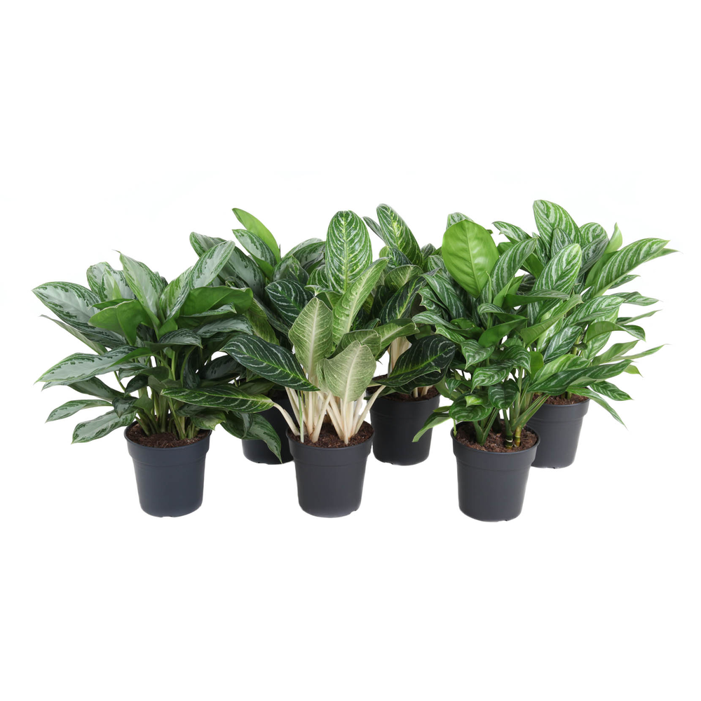 Mix aglaonema 24cm.