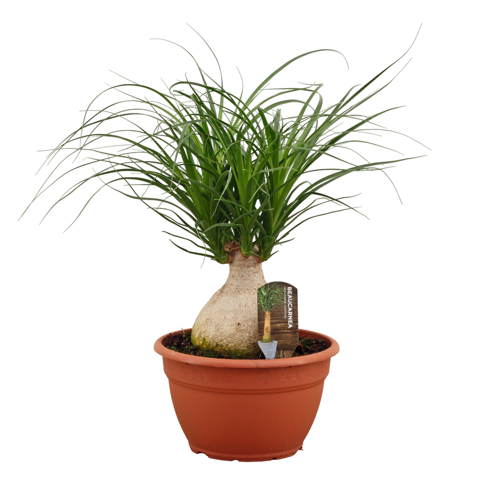 Beaucarnea bol 25 cm.