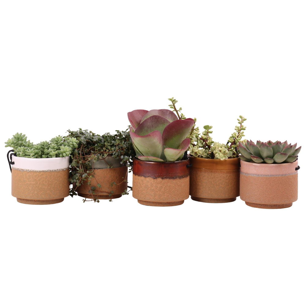 Succulent mix 10,5 cm in Kota Cina hangpot.