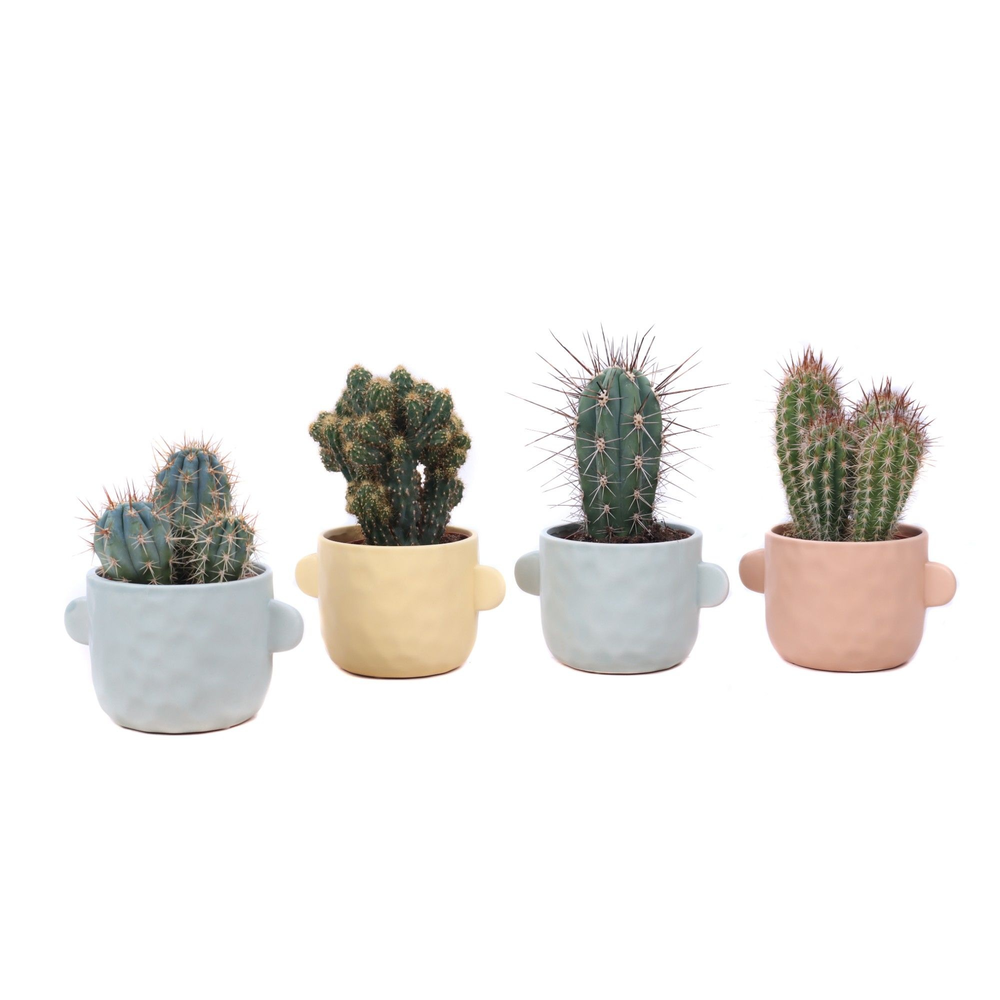 Cactus mix 10,5 cm in Bryggen sierpot.