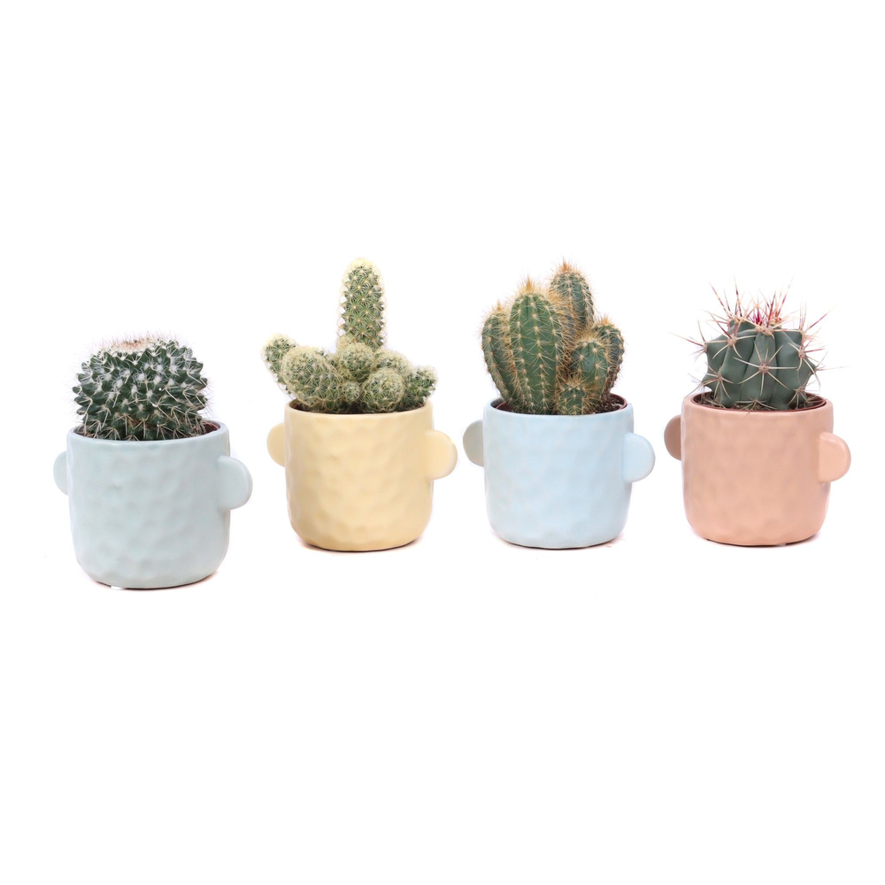 Cactus mix 8,5 cm in Bryggen sierpot.