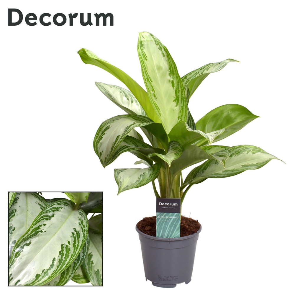 Aglaonema Silver Bay (Decorum).