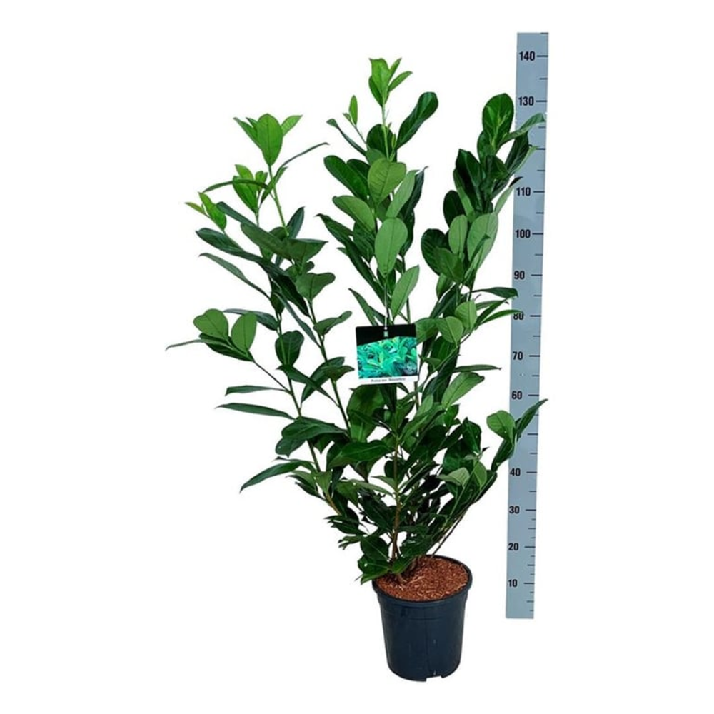 Prunus laur. 'Rotundifolia'.