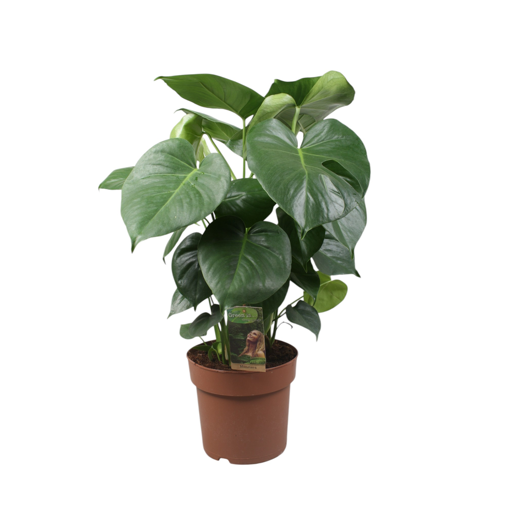 Monstera Deliciosa.