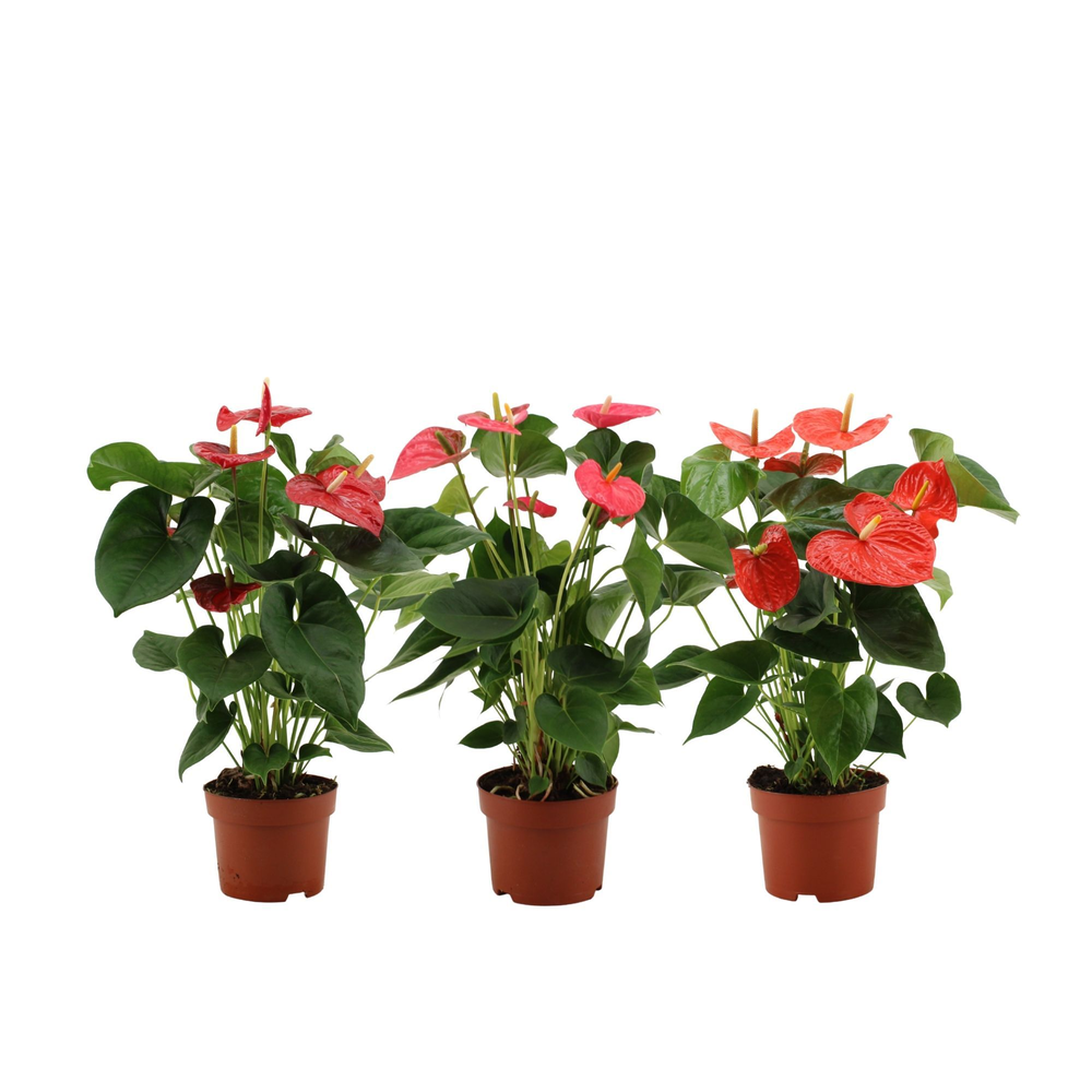 Anthurium 3 color mix in transparant sleeve.