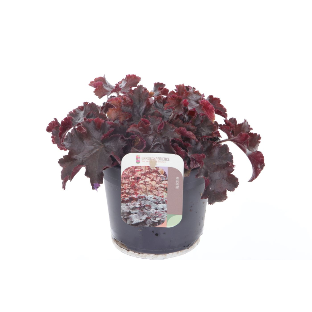 Heuchera Melting Fire.