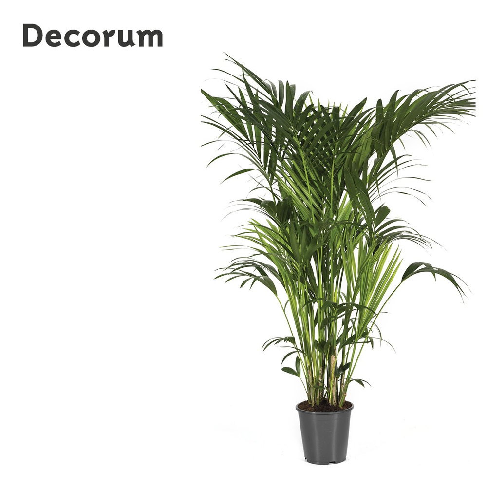 Howea forsteriana 180cm (Kentia).