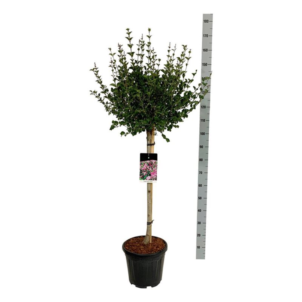 Syringa meyeri 'Palibin'.