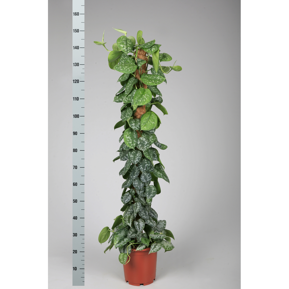 scindapsus pictus trebie 150 cm mosstok.